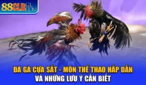 Đá Gà Cựa Sắt - Môn Thể Thao Hấp Dẫn