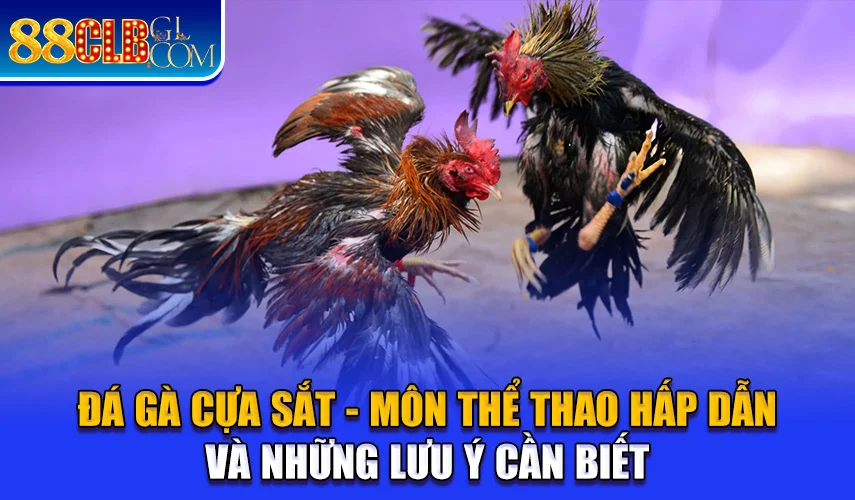 Đá Gà Cựa Sắt - 88CLB Hấp Dẫn Và Những Lưu Ý Cần Biết Đá Gà Cựa Sắt - Môn Thể Thao Hấp Dẫn