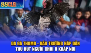 Đá Gà Thomo - 88CLB Đấu Trường Hấp Dẫn Thu Hút Người Chơi