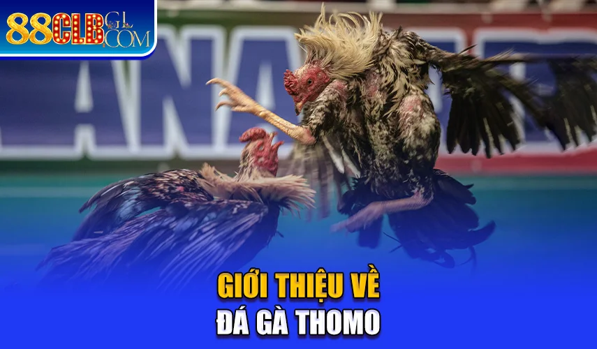 Giới thiệu qua thông tin về đá gà Thomo