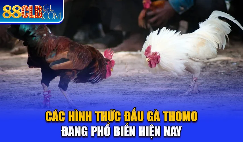 Các hình thức đấu gà Thomo đang phổ biến hiện nay