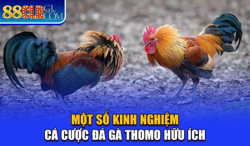 Một số kinh nghiệm cá cược chọi gà Thomo