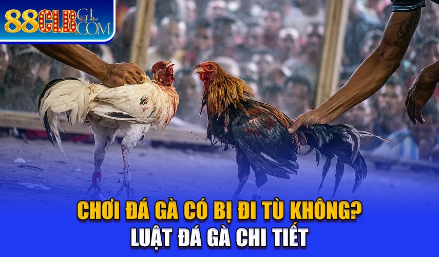 Chơi Đá Gà Có Bị Đi Tù Không?