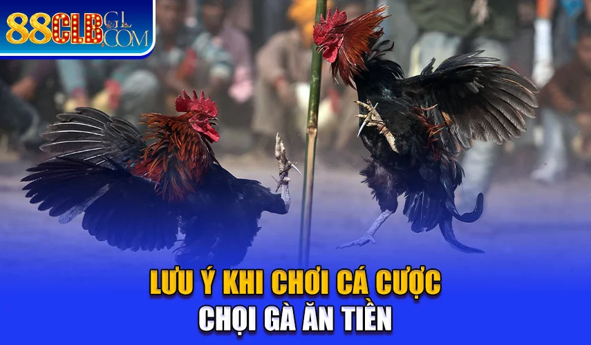 Lưu ý khi chơi cá cược chọi gà ăn tiền