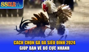 Cách Chọn Gà Đá Siêu Đỉnh 2024