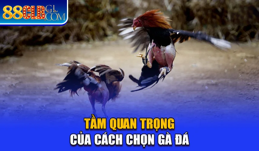  Tầm quan trọng của cách chọn gà đá