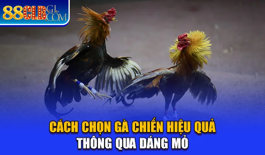 Cách chọn gà chiến hiệu quả thông qua dáng mỏ