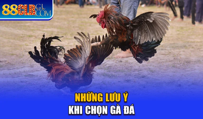  Những lưu ý khi chọn gà đá 